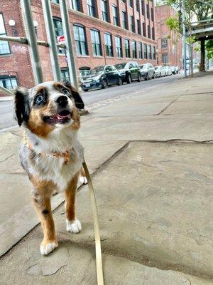 Happy girl leaving DIGS grooming!