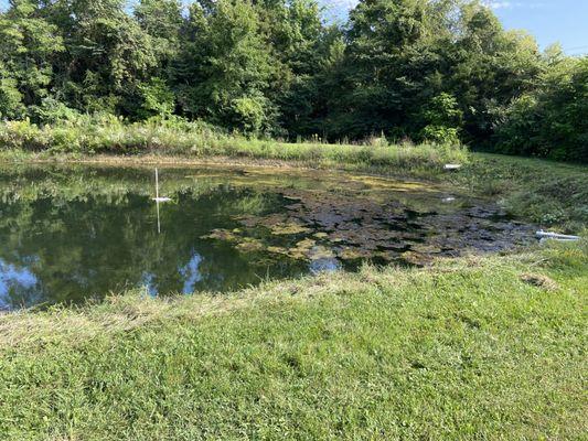 Removing 3 years of growth & debris from around a clients pond