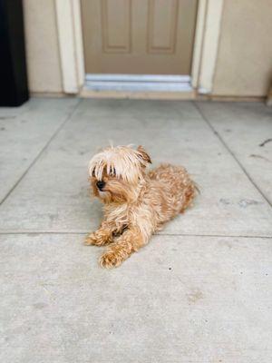 Tennessee before her groom