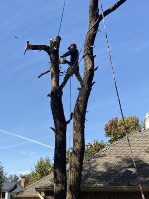 Trees removal