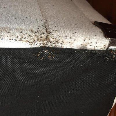 bed bug waste