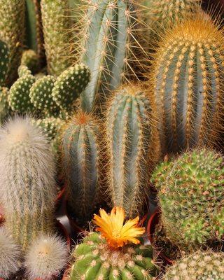 Collection of assorted cactus from our greenhouse.