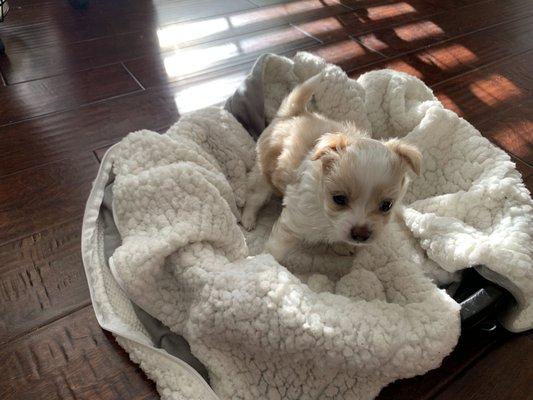 PomChi Puppies