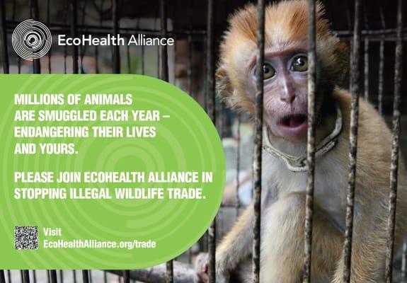 EcoHealth Alliance is also working on the negative impacts of the global wildlife trade.