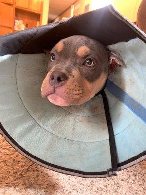 The cone is clearly too heavy for her and is pushing against her ears.