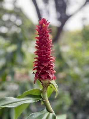 Spiral ginger.