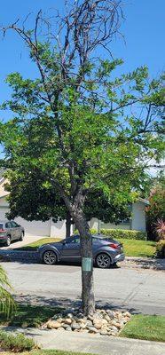 Bill's Tree Care & Landscape