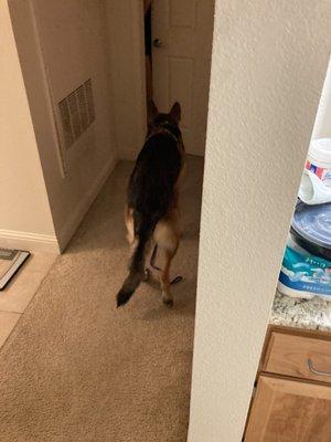 Roommate's unapproved German Shepherd trying to enter my room unsupervised at 5am.