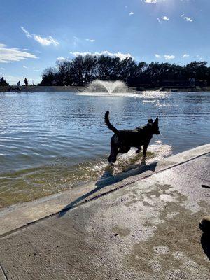 Dog swimming pond