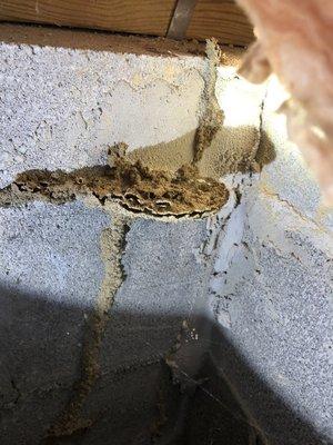 Termite swarm castle in crawlspace.