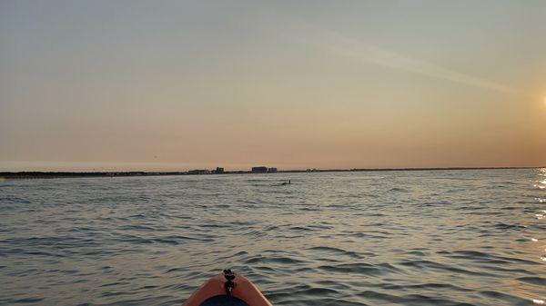 Mama and juvenile dolphins right ahead