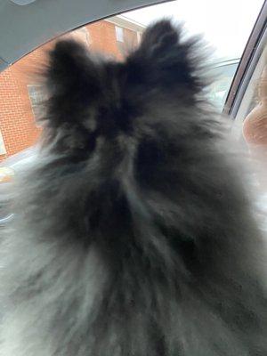 Pomeranian's ruined hair