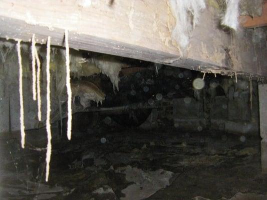 Active termites in the crawl space