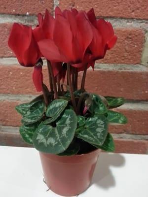 Our adorable little cyclamen for a departing coworker. Such great options here, all fresh and ready