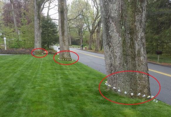 Tree Injections instead of spraying to treat for Gypsy Moths