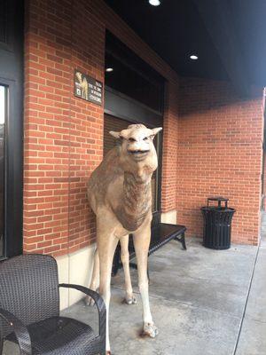 Camel outside for cute photo op