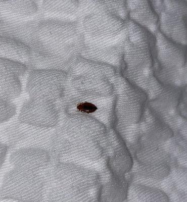 ONE OF 4 BED BUGS IN MY BED THAT I FOUND