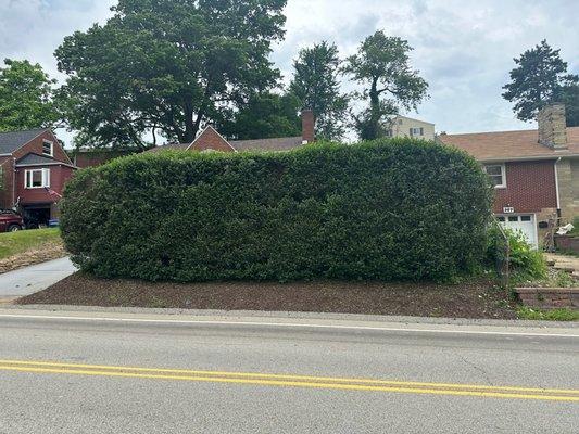 Poorly shaped, lopsided hedge.