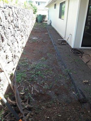 Before photo of Manila palm stumps and weed filled flower bed.