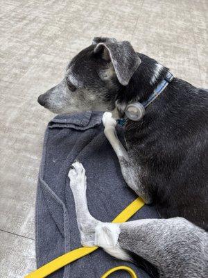 Little patient with his post-bloodwork bandage.