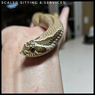 Pretzel, Hognose snake