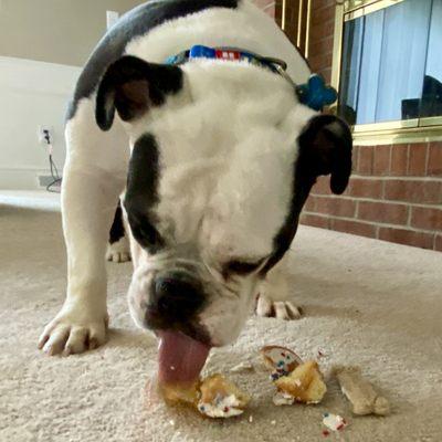 My dog enjoying her donut