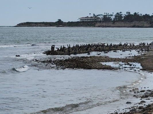 Much pelicanos!