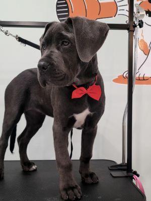 Al cleaned up and ready to impress!  Groomed and waiting for his paw-parents in style with his red bow tie!