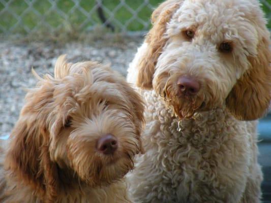 Carolina Goldendoodle left Aria Poodle on right with Teddy Bear trim