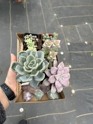 Succulents purchased today