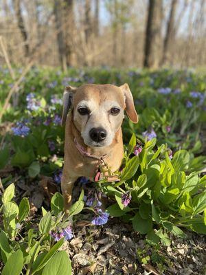 Penny in some flowers along the trail