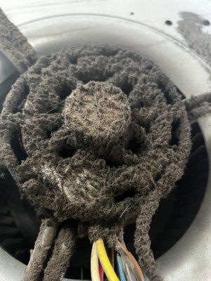 Very dirty blower motor from not changing air filters ever 3 months