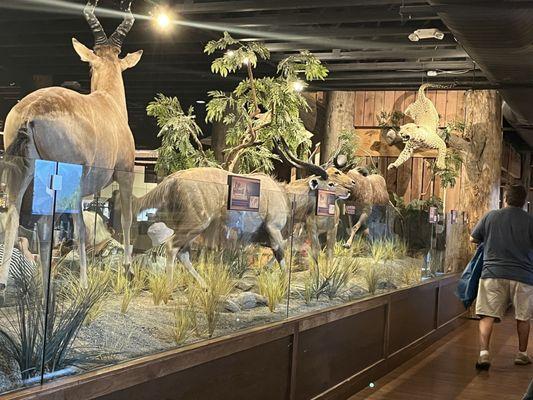 Inside the dining hall. Beautiful Lifelike display of different animals.