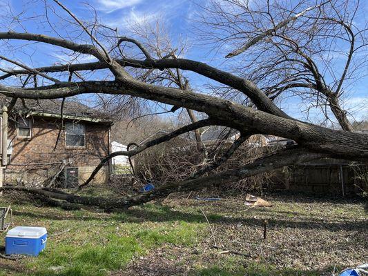 This was one of the trees they removed.