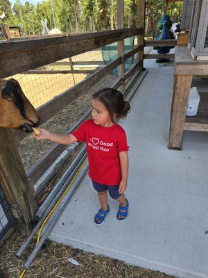 Jiraiya feeding a goat