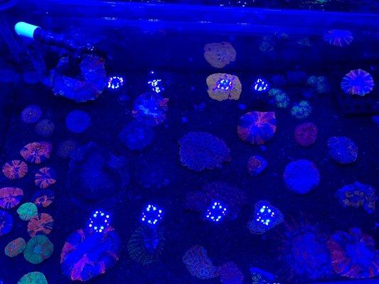 Saltwater corals, no prices listed or displayed anywhere