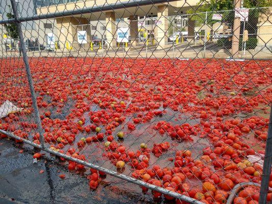 Tomato Romp!