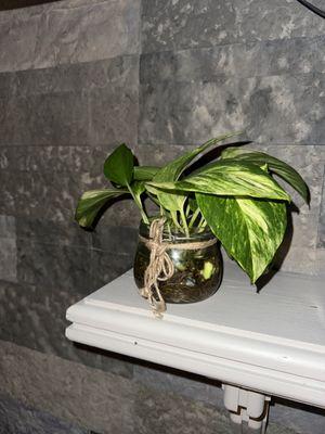 Ramona the Pothos