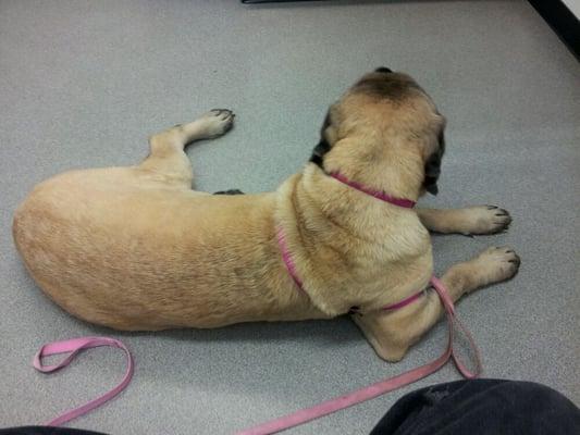 Angie at the vet.