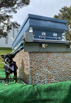 This cute little guy in his tuxedo, is paying his last respects to his human mama. He misses her so much