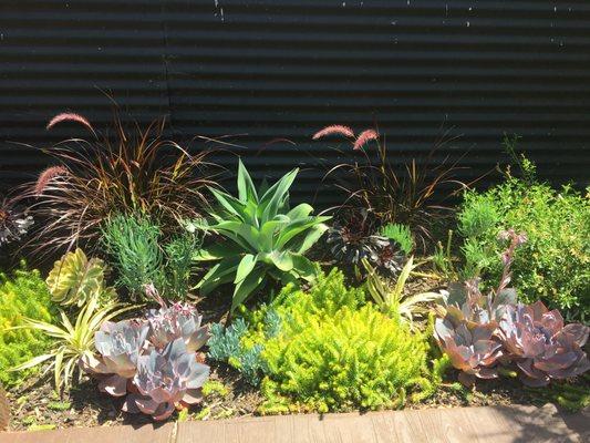 Succulents. West Oakland