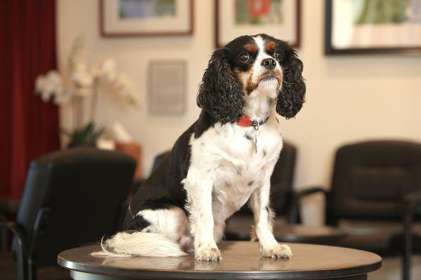 Barkley is our shop pup who gives everyone a reason to smile.