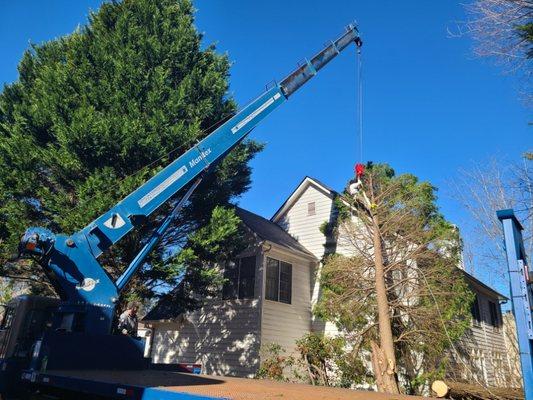 Crane removing the tree off of a house.