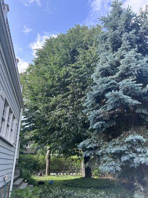 Linden Tree before Pruning.