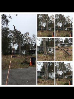 Tree removal