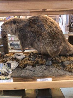 Beaver