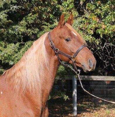 American Saddlebred