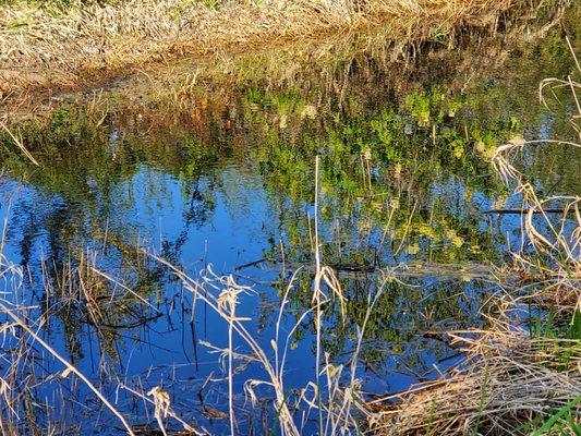 Audubon Bird Loop at Marymoor Park