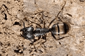 Carpenter ant