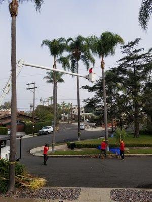 Large boom gets the biggest of trees